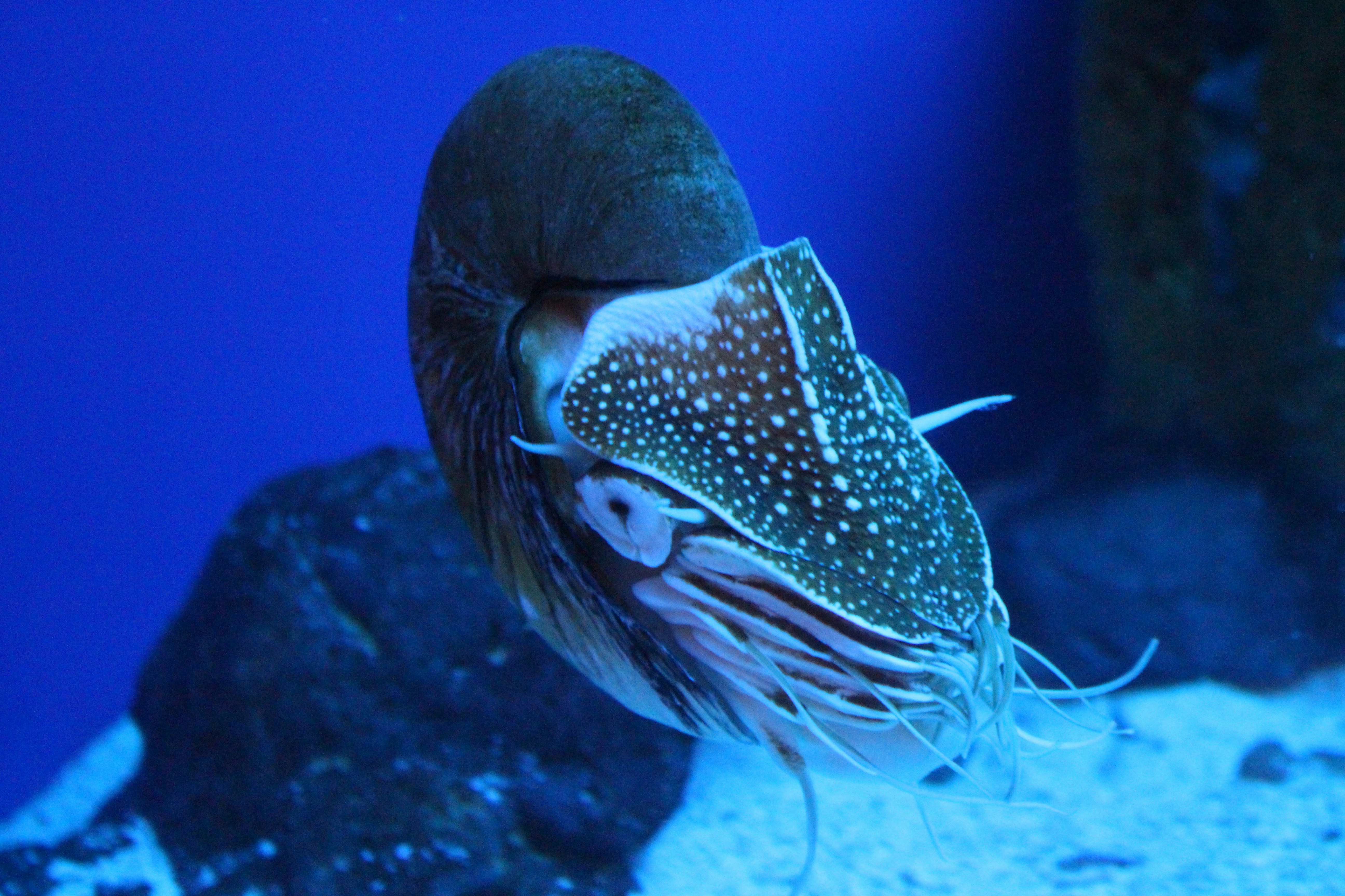 a picture of a live nautilus in the ocean. Photo by //unsplash.com/@navarre?utm_content=creditCopyText&utm_medium=referral&utm_source=unsplashJessica Cogar on unsplash.com/photos/white-and-brown-sea-creature-iFJKtvBICqg?utm_content=creditCopyText&utm_medium=referral&utm_source=unsplash